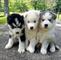 Cachorros de Siberiano husky para regalo ahora !// - Foto 1