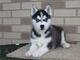 Cachorros de Siberiano husky Preciosos cachorros a la venta list - Foto 2