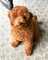 Cachorros Goldendoodle Disponibles - Foto 1