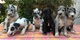 Cachorros Gran danes disponables para adopcion ndnd// - Foto 1