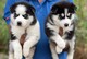 Cachorros husky para tu hogar - Foto 1