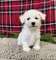 Cachorros lulu bichon maltesa disponables para adopcion i.el
