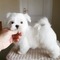 Cachorros malteses super adorables maltese teacup a la venta - Foto 1