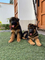 Cachorros pastor alemán machos - Foto 1