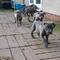 Cachorros Pitbull bien entrenados para realojamiento mvf - Foto 2