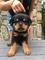 Cachorros rottweiler de 12 semanas