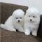 Cachorros samoyedos machos y hembras listos para entregar/// - Foto 1