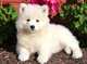 Cachorros Samoyedos machos y hembras listos para entregar con Ped - Foto 1