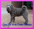 Cachorros shar peis linea americana - Foto 1
