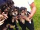 Cachorros yorkshire terrier mini toy para adopción