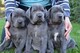 Cxvbn/ Cachorros gran danes para adopcion Hay dos cachorros - Foto 1