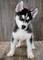 Disponemos de cachorros Husky machos y hembras regalo Disponemos - Foto 1