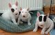 Disponemos de varios cachorros de bullterrier para regalo ii//