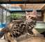 Disponible espectacular camada gatitos BENGALI de pura. ddd - Foto 1