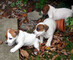 Disponibles cachorro raza Jack Russell - Foto 1