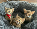 Disponibles cachorros de gatos bengalí machos!!! - Foto 1
