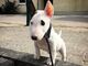 Disponibles hermosos cachorros bull terrier /.tegehs - Foto 1