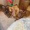 Dxc gatitos serval disponibles whatsapp(+491783787860) - Foto 1