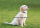 E#Cachorros Golden Retriever (+34-620-049-611) - Foto 1