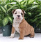 English bulldog cachoros