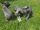 Espectaculares cachorros de bulldog francés macho y hembra - Foto 1