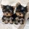 Espectaculares Yorkie cachorros regalo bf - Foto 1