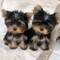 Espectaculares yorkie cachorros regalo bf