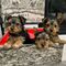 Espectaculares yorkie cachorros regalo disponables v