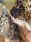 Gatita chinchilla Silver Shade i tricolor calicó - Foto 3
