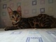 Gatita de 6 meses disponible