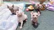 GATITO SPHYNX DISPONIBLES para su adopcion libre,todos los gatito - Foto 1