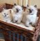 Gatitos ragdoll machos y hembras sanos y perfectos que buscan un