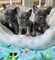 Hermosos cachorros de bulldog francés disponibles para la venta
