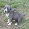 Hermosos cachorros de staffordshire terrier americano macho y hem