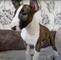 Increibles cachorros bullterrier registro con derechos completosg