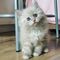 Machos y hembras siaberiano gatitos disponibles ahora para regal