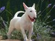 Magnifico cachorro bull terrier