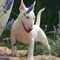 Magnifico cachorro bull terrier - Foto 2