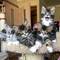 Maine coon gatitos disponables para zu regalo jhfj fd