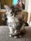 Maine coon gatitos Disponables para zu regalo jhfj fd - Foto 2