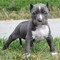 Maravillosos cachorros de pitbull for sale