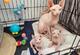 Maravillosos gatitos sphynx machos y hembras buscan un nuevo hoga