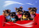 Mini toy Yorkie cachorros regalo toy toy vcb/m - Foto 1