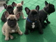Muy bonitos cachorros de buldog frances tres hembras regalo - Foto 2