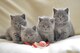 Preciosa pareja gatitos Britanico de perlo corto chinchilla de pu - Foto 2