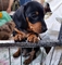 Preciosas cachorros Dachshund disponibles - Foto 1