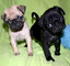 Preciosas camadas Carlino, perros,disponibles - Foto 1
