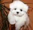 Preciosos cachorros lulu bichon maltesa disponables para regalo / - Foto 1