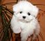 Preciosos cachorros lulu bichon maltesa disponables para regalo /