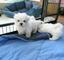 Preciosos cachorros lulu bichon maltesa para regalo / - Foto 1
